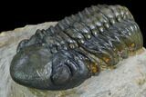 Detailed Reedops Trilobite - Atchana, Morocco #125195-3